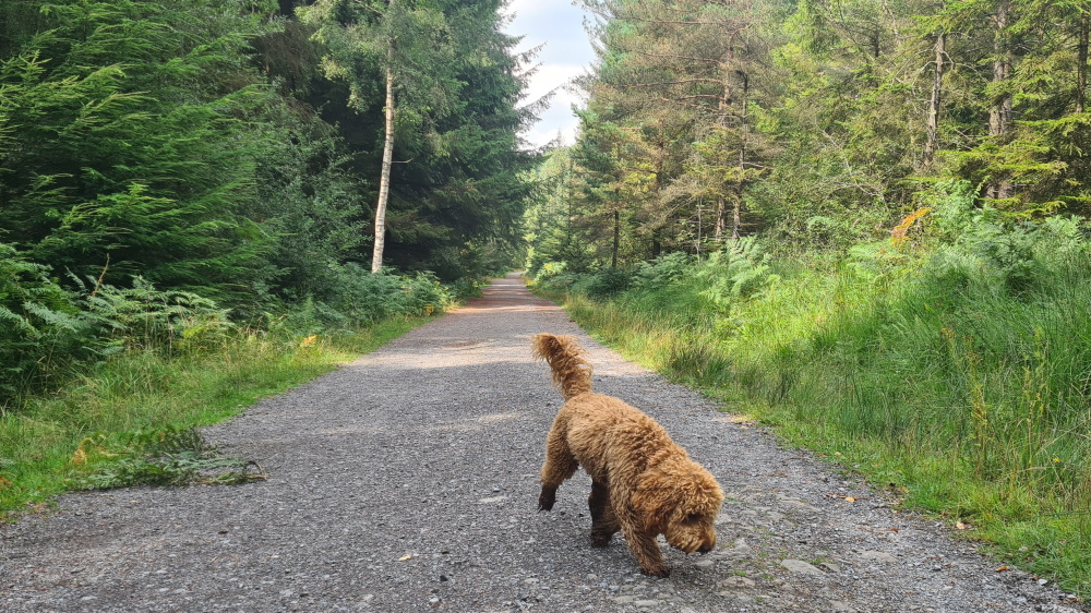 Haldon Forest Park