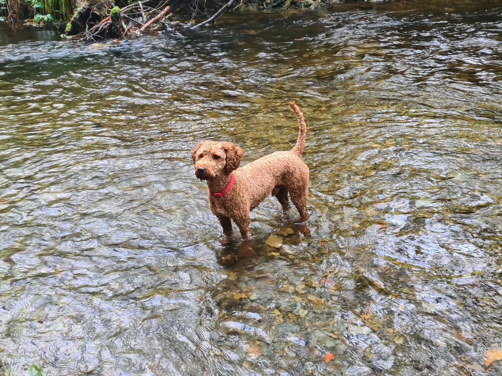 Sonny cooling off in the river on the Green Circle